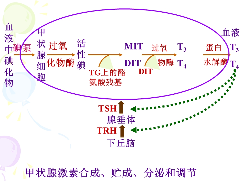 最新药理学甲状腺药PPT文档.ppt_第3页