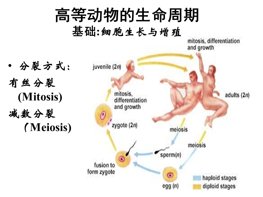 第十三章细胞分裂与周期文档资料.ppt_第1页