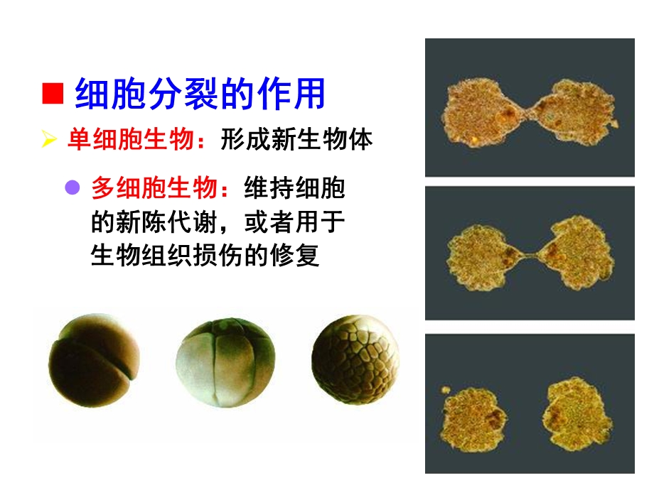 第十三章细胞分裂与周期文档资料.ppt_第2页