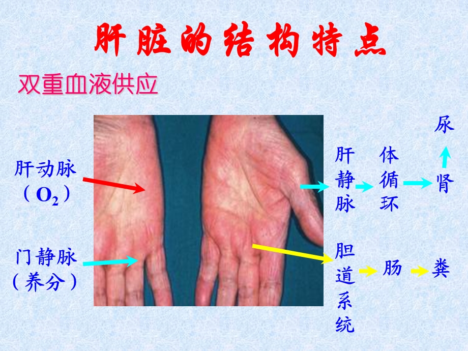 最新：肝胆生化与肝脏疾病文档资料.ppt_第3页