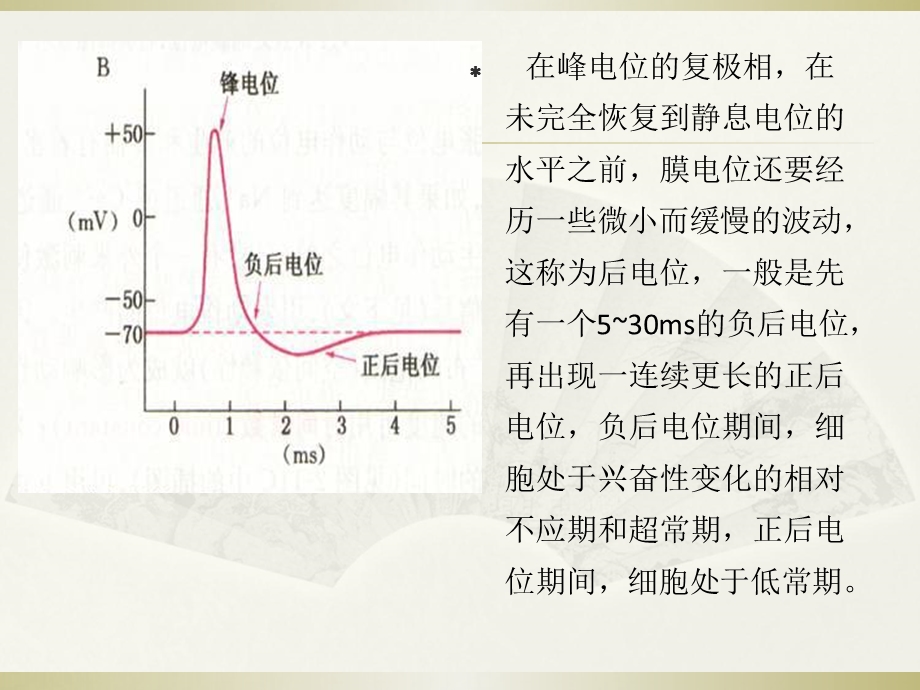 50神经、肌肉电活动PPT文档资料.ppt_第3页