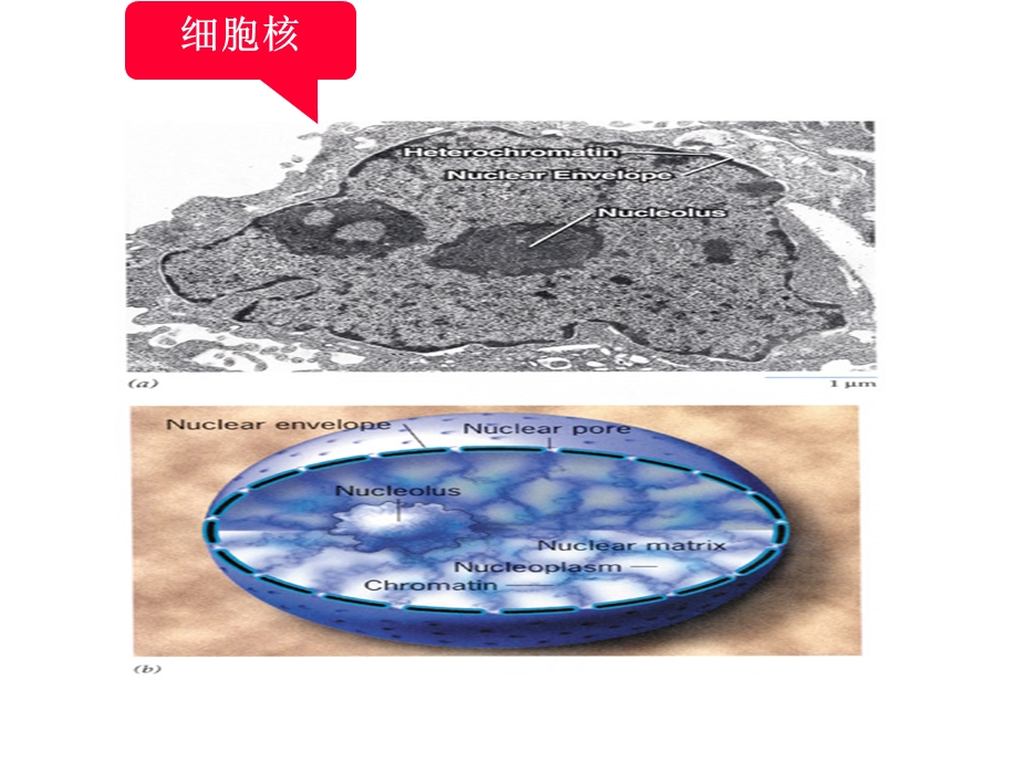 最新第七章 细胞核和染色体PPT文档.ppt_第2页