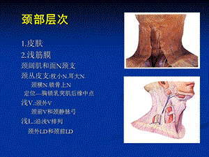 最新颈部解剖谱课件PPT文档.ppt