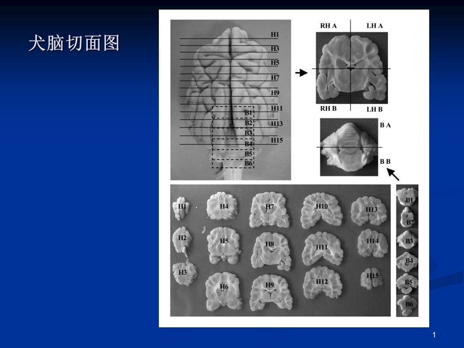 内科神经系统文档资料.ppt_第1页