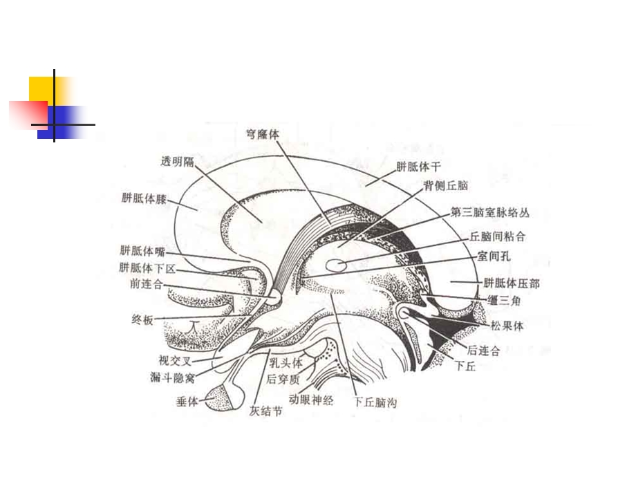 丘脑结构及功能PPT课件.ppt_第2页