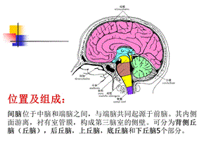 丘脑结构及功能PPT课件.ppt