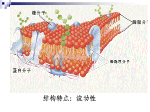 物质进出细胞的方式精选文档.ppt