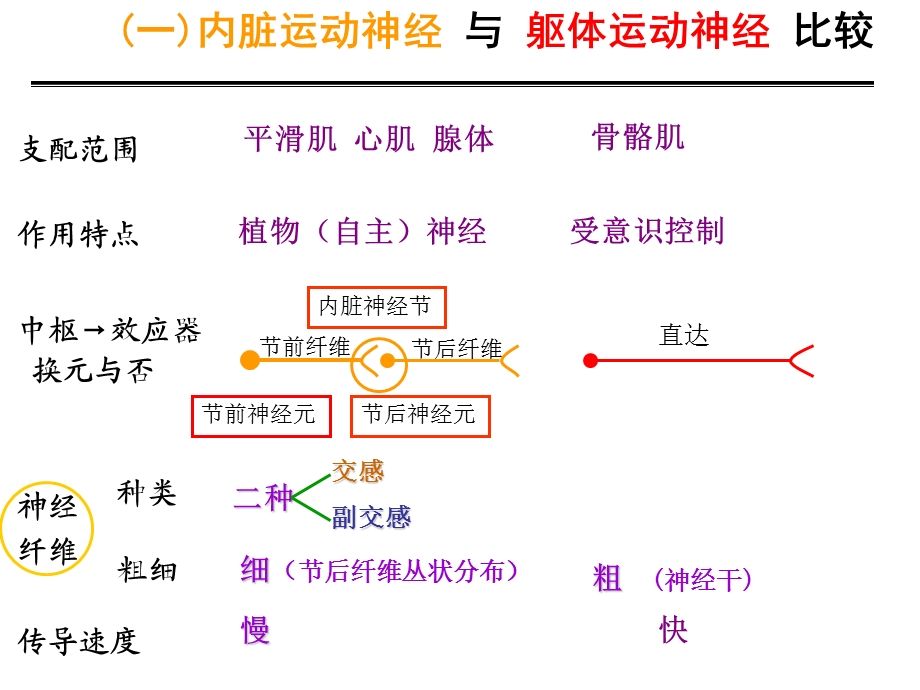 33内脏神经PPT文档.ppt_第3页