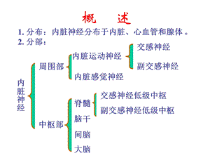 33内脏神经PPT文档.ppt