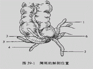 外科阑尾疾病的诊断和治疗PPT文档资料.ppt