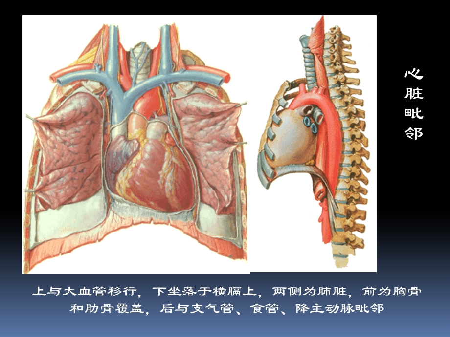 最新：心脏疾病超声诊文档资料.ppt_第3页