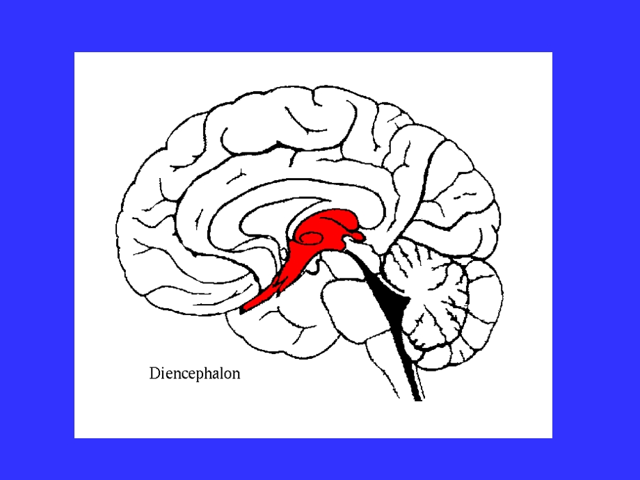 6brain3间脑jg2精选文档.ppt_第3页