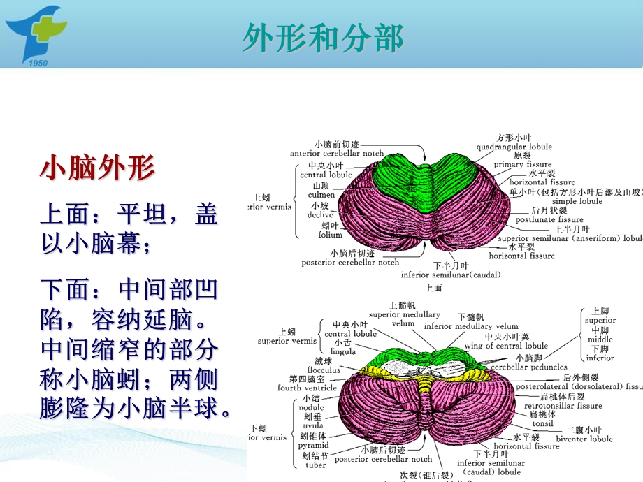 最新小脑出血诊疗规范PPT文档.ppt_第2页