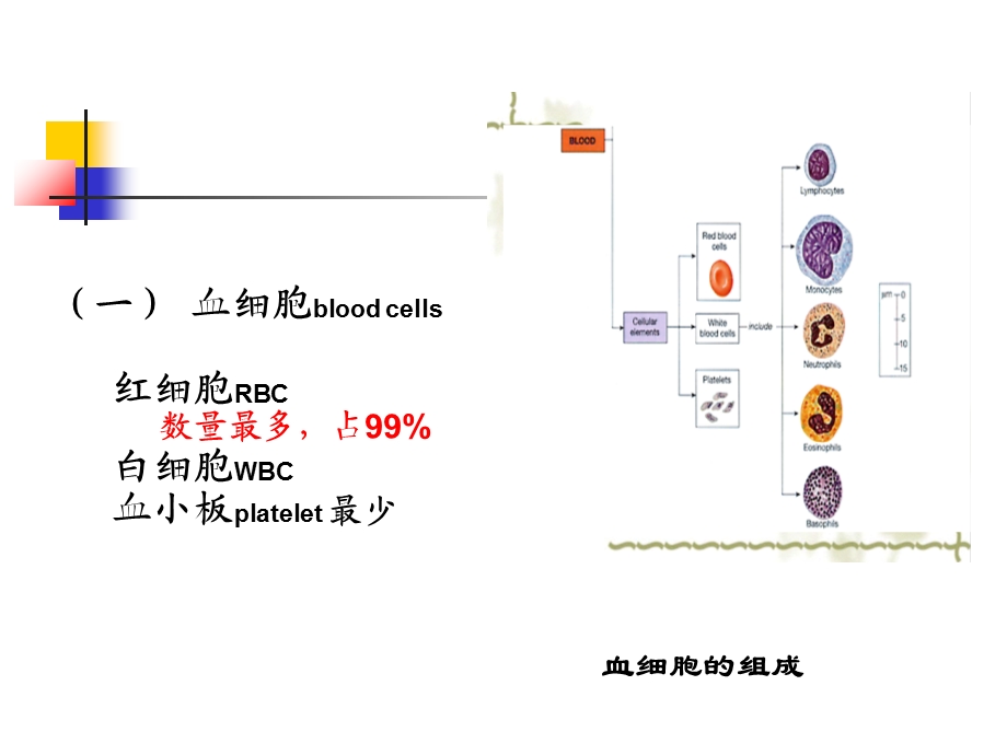 最新：护理第五章血液与造血系统文档资料.ppt_第3页