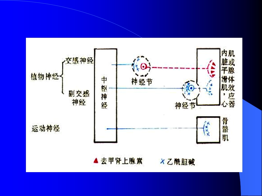 5传出神经系统药理概论精选文档.ppt_第3页