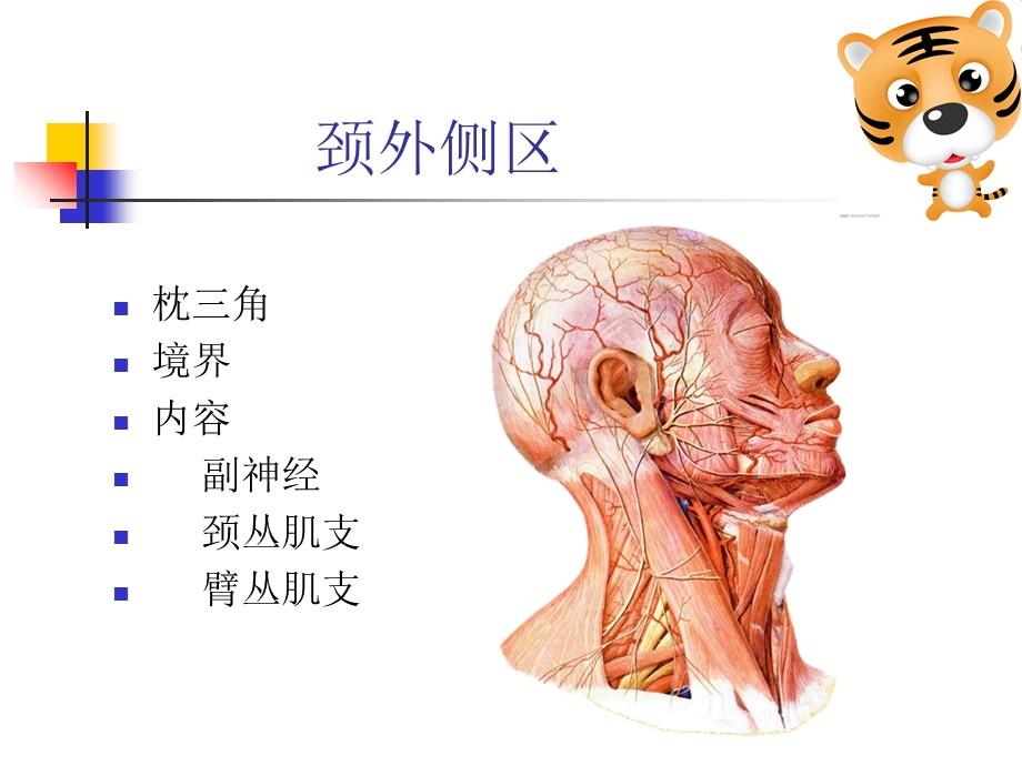 最新局部解剖学第八课李庆涛PPT文档.ppt_第1页