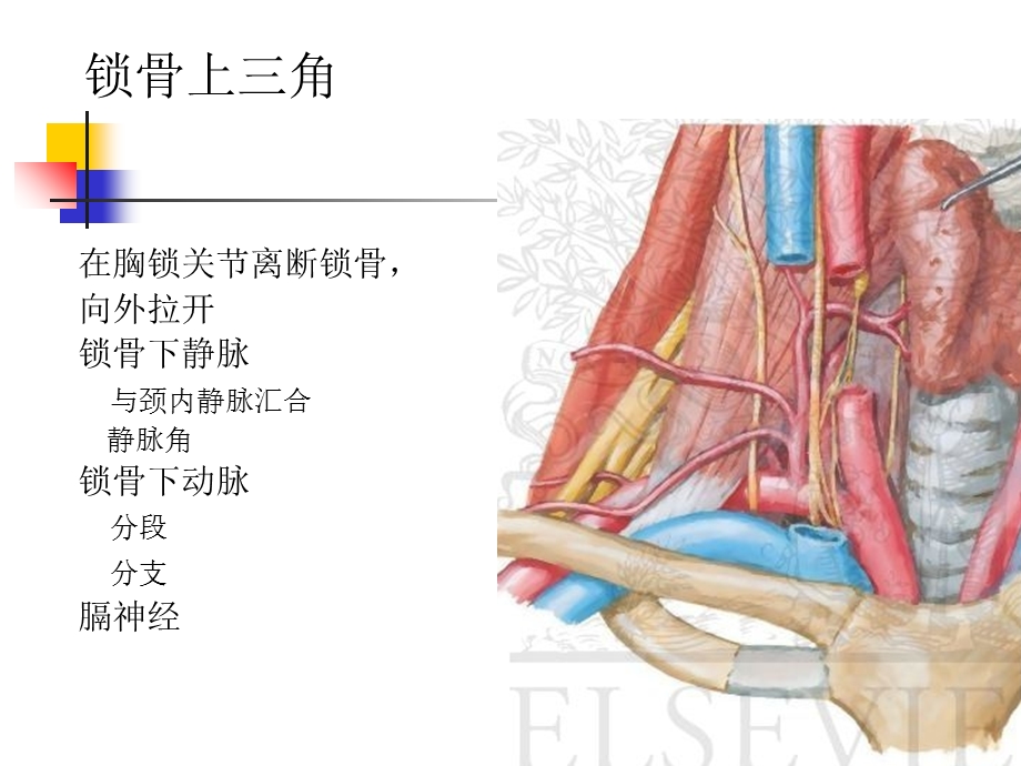 最新局部解剖学第八课李庆涛PPT文档.ppt_第3页