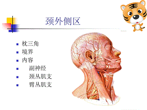 最新局部解剖学第八课李庆涛PPT文档.ppt