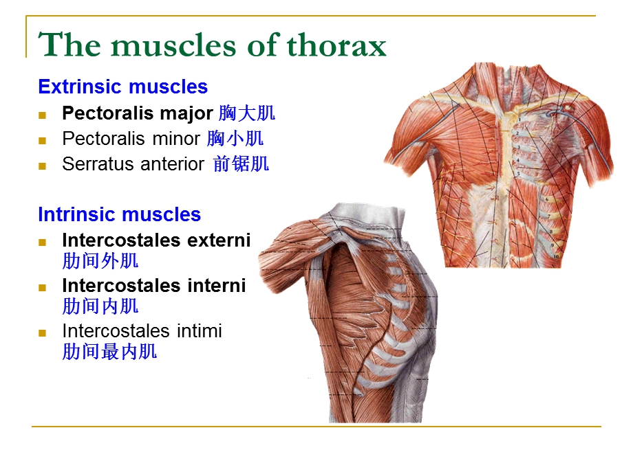 最新上肢局部解剖学TheupperlimbPPT文档.ppt_第2页