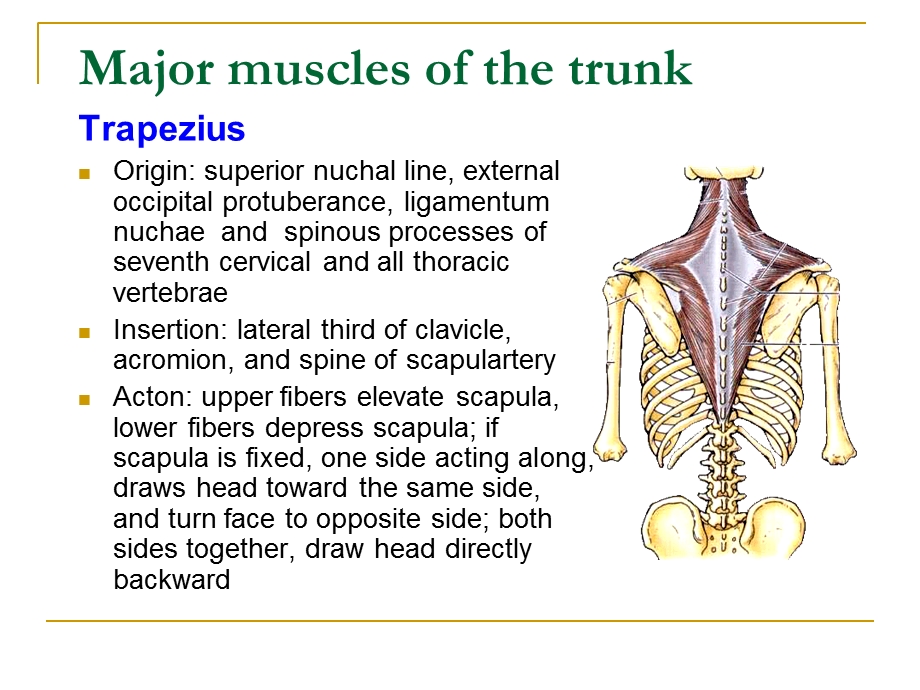 最新上肢局部解剖学TheupperlimbPPT文档.ppt_第3页