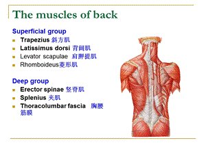 最新上肢局部解剖学TheupperlimbPPT文档.ppt