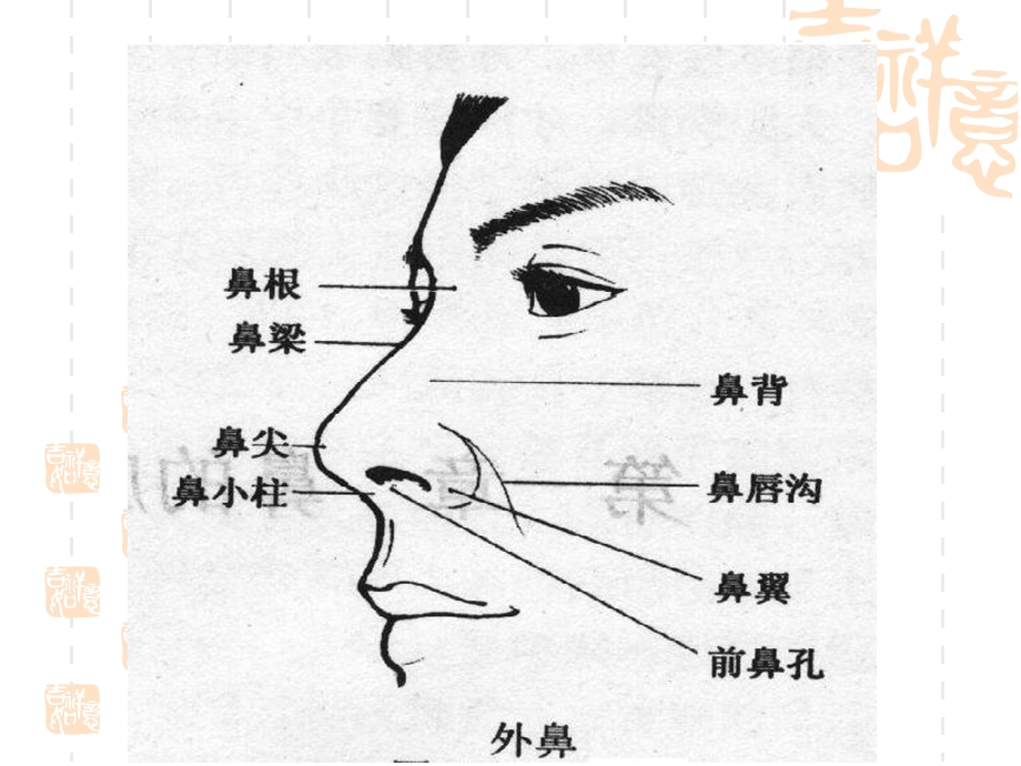 耳鼻咽喉科学解剖图解文档资料.ppt_第2页