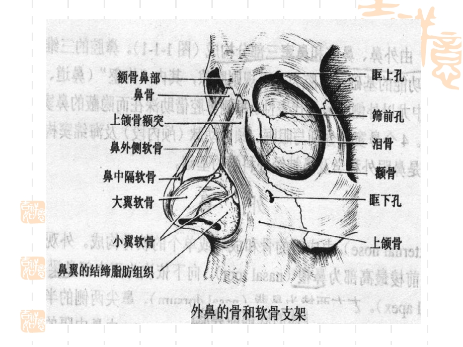 耳鼻咽喉科学解剖图解文档资料.ppt_第3页