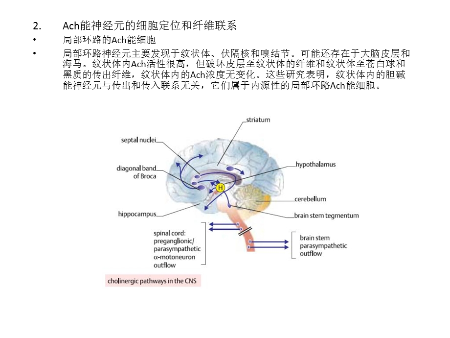 脑的化学构筑文档资料.ppt_第3页