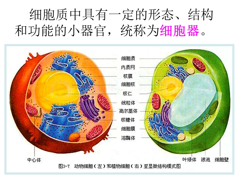 人教版教学课件细胞器系统的分工合作PPT文档.ppt_第3页