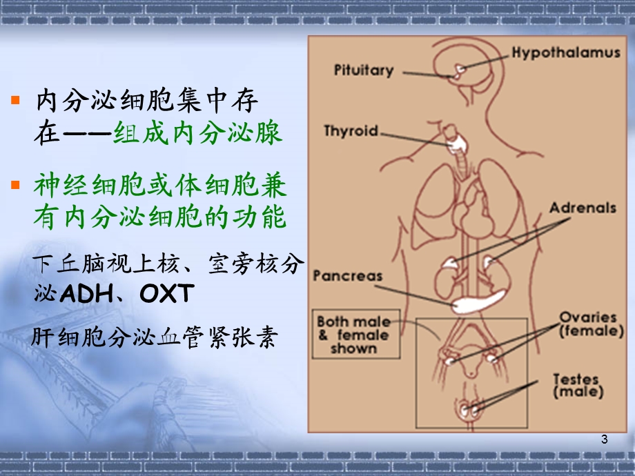 正常人体学内分泌系统文档资料.pptx_第3页