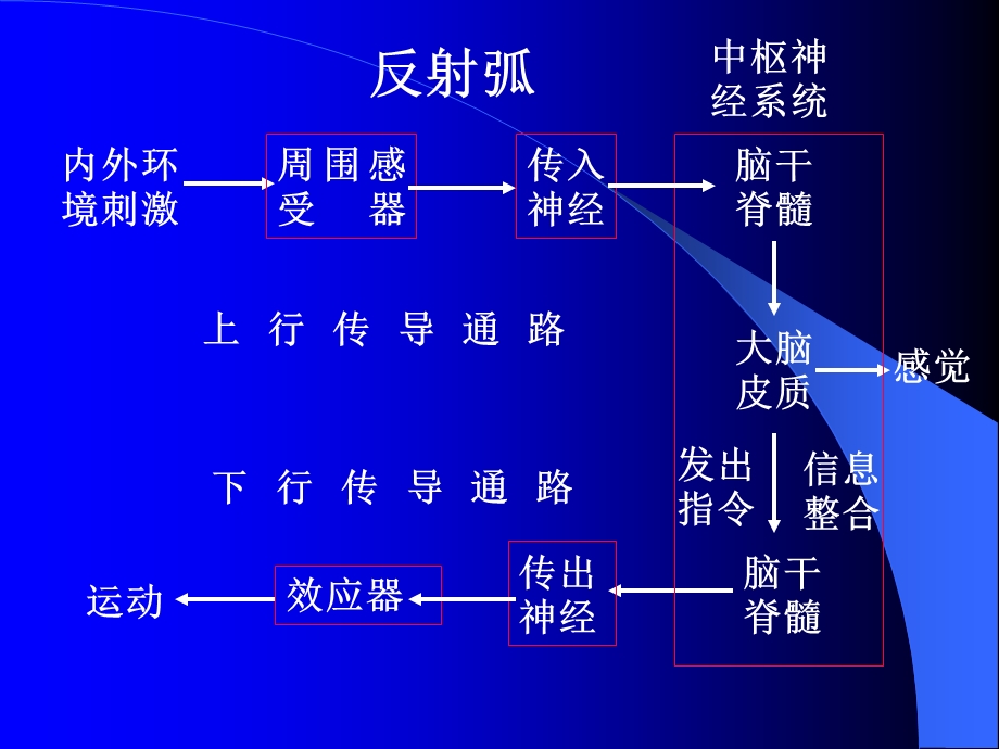 最新：临床专业传导通路文档资料.ppt_第1页