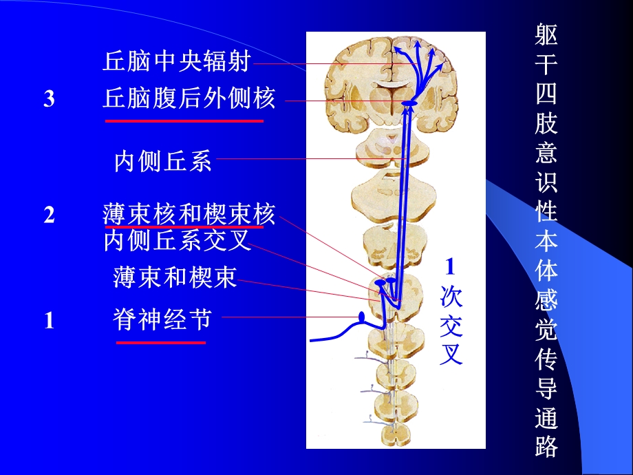 最新：临床专业传导通路文档资料.ppt_第3页