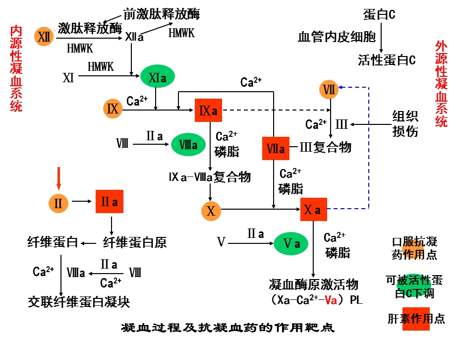 [临床医学]7版杨宝峰第29章 作用于血液及造血器官的药物.ppt_第3页