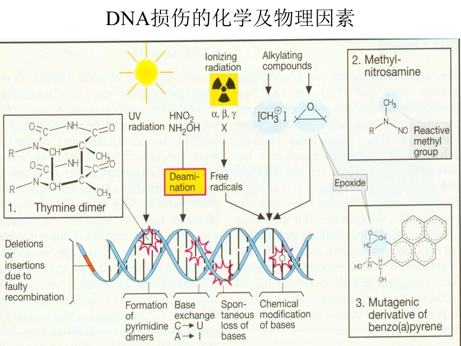 最新：浙江大学生物化学与分子生物学笔记dna损伤修复文档资料.ppt_第1页