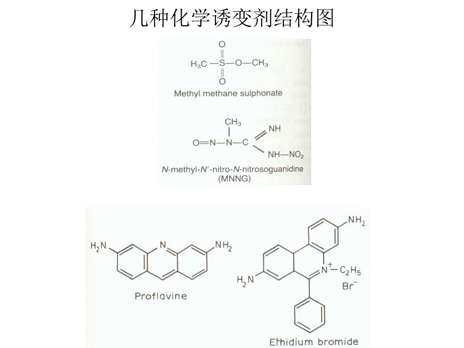 最新：浙江大学生物化学与分子生物学笔记dna损伤修复文档资料.ppt_第2页