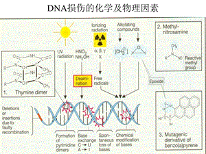 最新：浙江大学生物化学与分子生物学笔记dna损伤修复文档资料.ppt