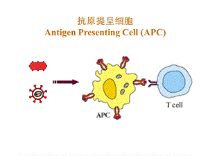 抗原提呈细胞和抗原提呈文档资料.ppt