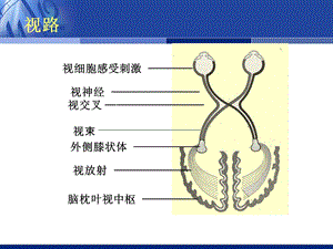 最新：视神经疾病文档资料.ppt