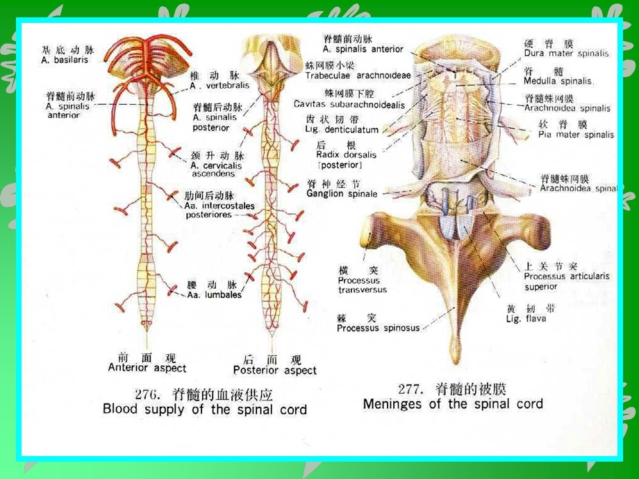 最新：脑与脊髓的被膜课件文档资料.ppt_第3页