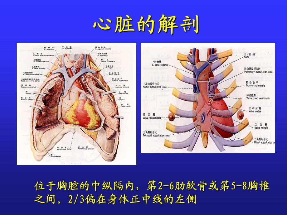 心脏解剖生理及正常心电图浦介麟PPT课件PPT文档.ppt_第1页