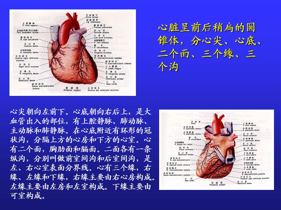 心脏解剖生理及正常心电图浦介麟PPT课件PPT文档.ppt_第2页