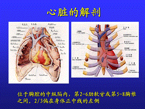 心脏解剖生理及正常心电图浦介麟PPT课件PPT文档.ppt