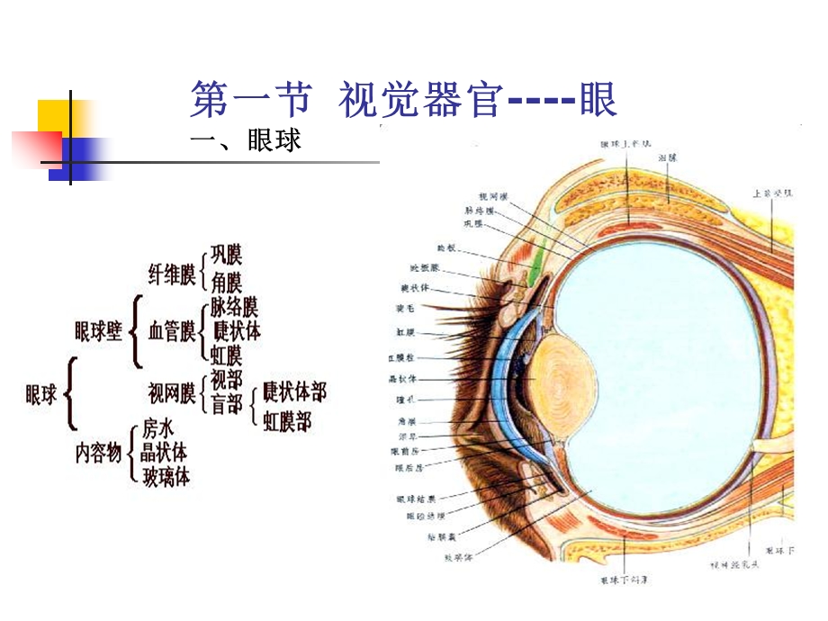 家畜解剖生理第十二章感觉器官和被皮PPT课件.ppt_第1页