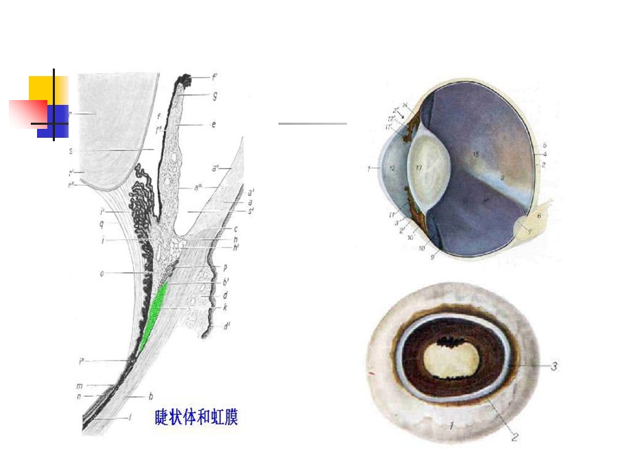 家畜解剖生理第十二章感觉器官和被皮PPT课件.ppt_第2页