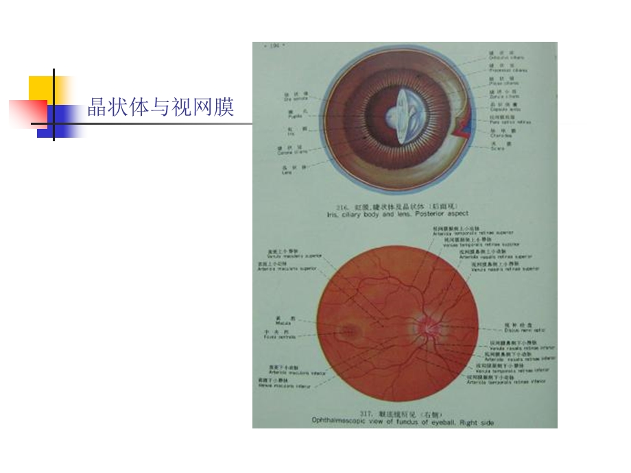 家畜解剖生理第十二章感觉器官和被皮PPT课件.ppt_第3页