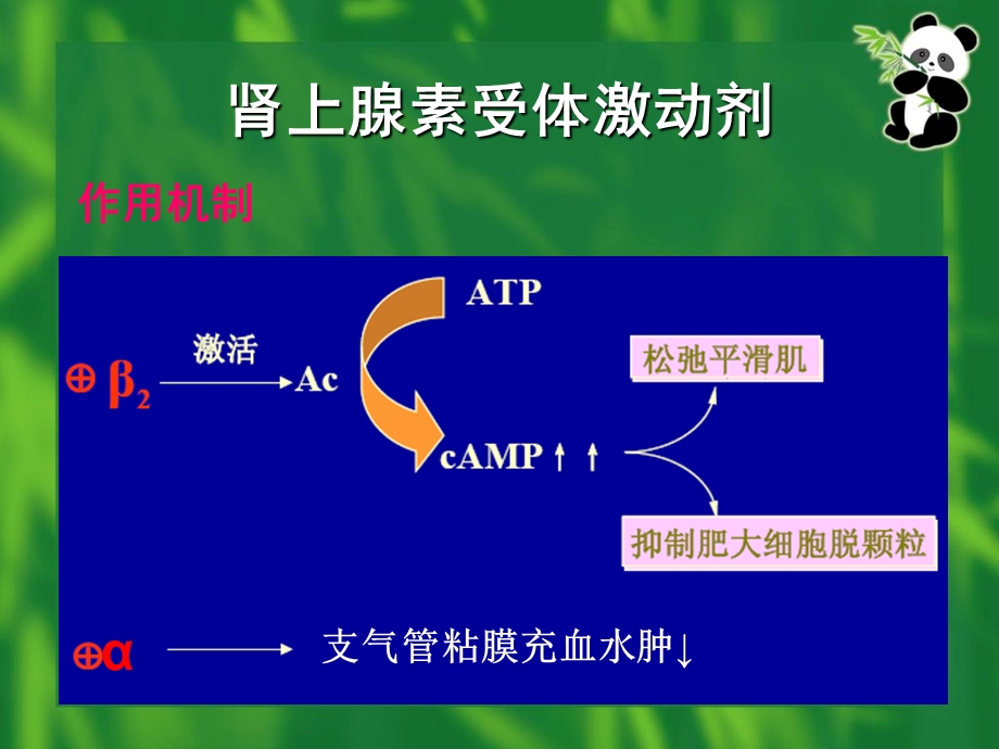 最新呼吸科常用药物PPT文档.ppt_第2页