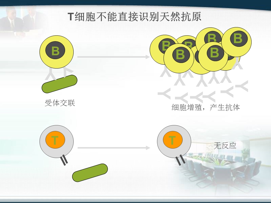 最新抗原提呈细胞PPT文档.ppt_第1页