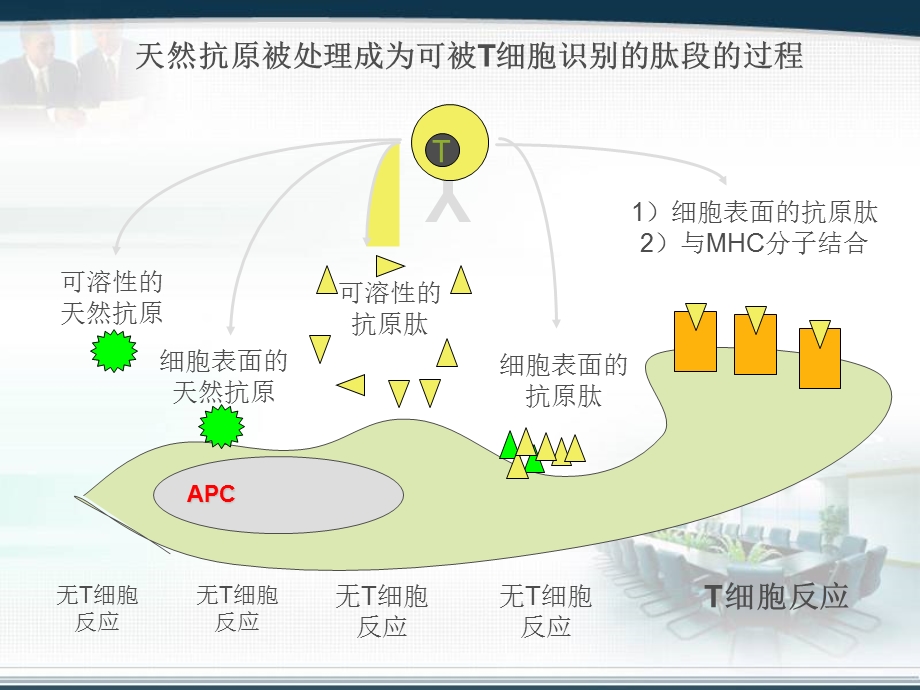 最新抗原提呈细胞PPT文档.ppt_第2页