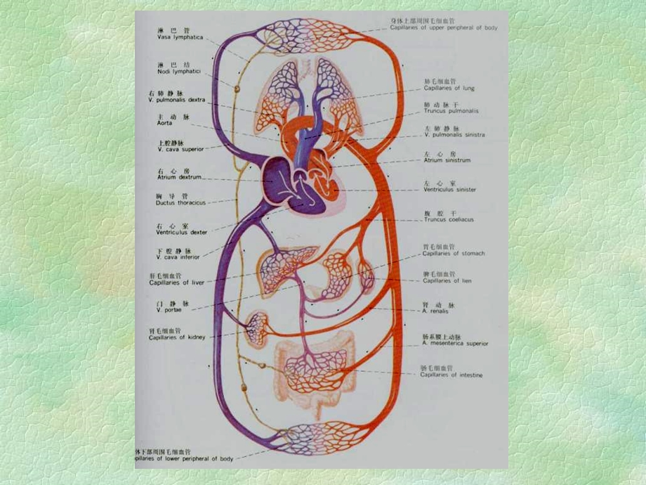 人体解剖生理学第六章循环系统的结构和功能PPT课件.ppt_第2页