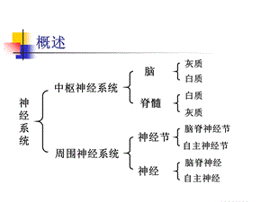 第9章神经系统文档资料.ppt